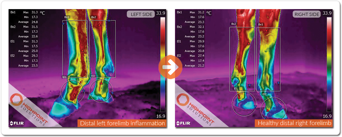 distal-forelimb-inflammation.png