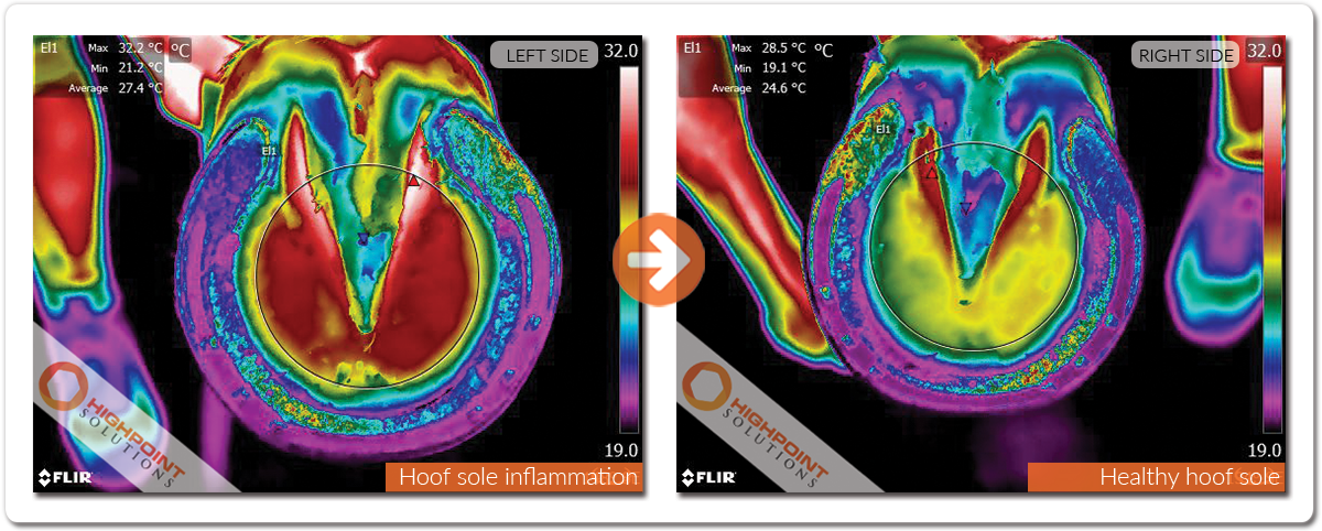 hoof-sole-inflammation.png